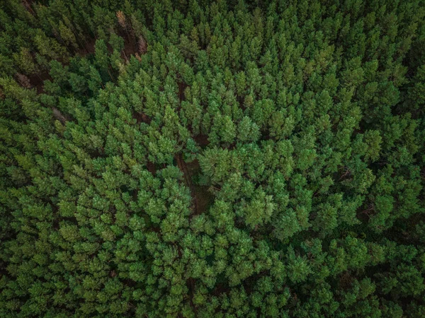 Floresta Pinheiros Muito Perfumada Verão Federação Russa Foto Alta Qualidade — Fotografia de Stock