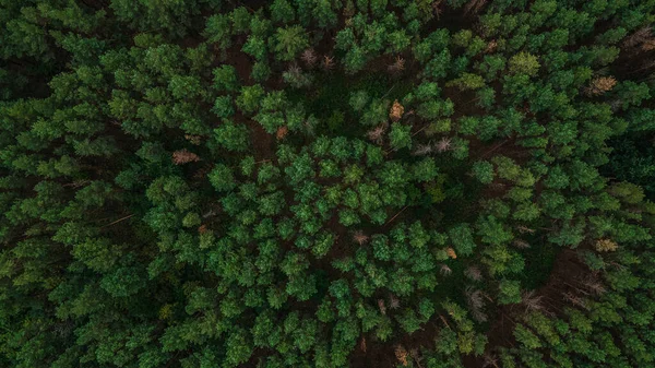 Bosque Pinos Muy Fragante Verano Federación Rusa Foto Alta Calidad — Foto de Stock