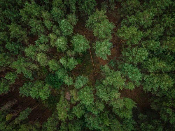 Floresta Pinheiros Muito Perfumada Verão Federação Russa Foto Alta Qualidade — Fotografia de Stock