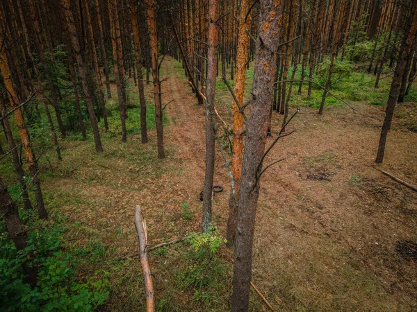 Pineta Profumatissima Estate Federazione Russa Foto Alta Qualità — Foto Stock