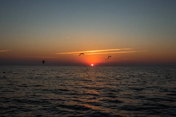 Gaviotas Sobre Puesta Sol Del Mar Territorio Sochi Krasnodar Rusia — Foto de Stock