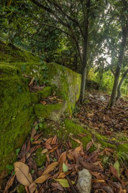 Dağlarda bir adam gergin bir köprüde yürüyor. Giyinik. Soçi.