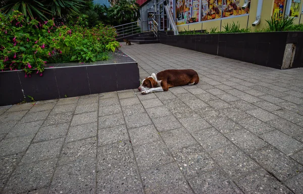 Rua Sem Teto Cão Cidade Dorme Sol Foto Alta Qualidade — Fotografia de Stock