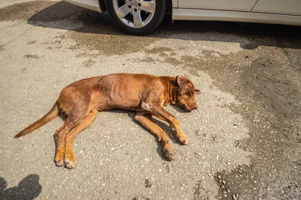 Obdachloser Straßenhund Schläft Der Sonne Hochwertiges Foto — Stockfoto