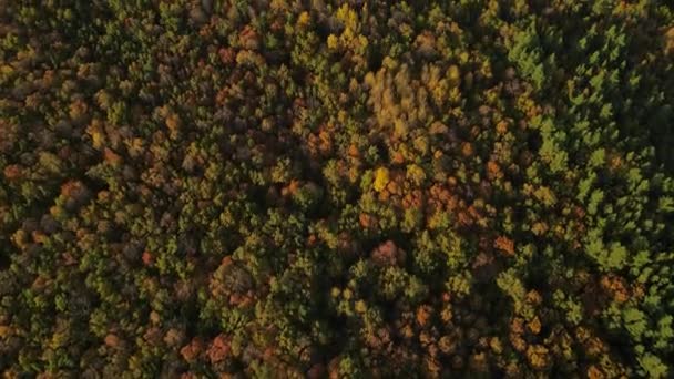 Лісова Осінь Російської Федерації — стокове відео