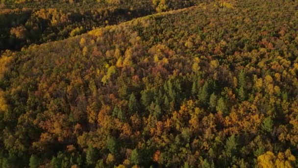 Lesní Podzimní Příroda Ruské Federace — Stock video