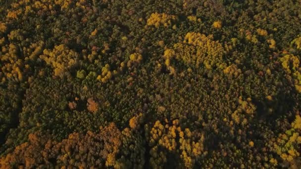 俄罗斯联邦的森林秋季性质 — 图库视频影像