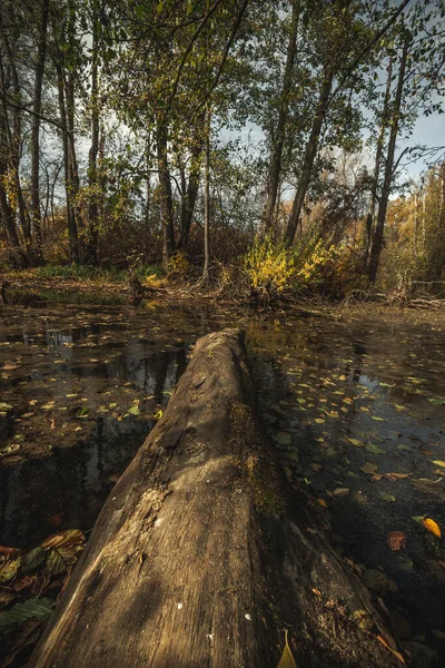 Forêt Marécage Automne Avec Des Chicots Fédération Russie Photo Haute — Photo