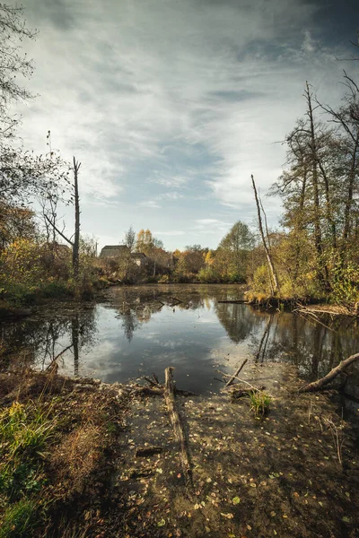 Palude Foresta Autunno Con Strappi Federazione Russa Foto Alta Qualità — Foto Stock