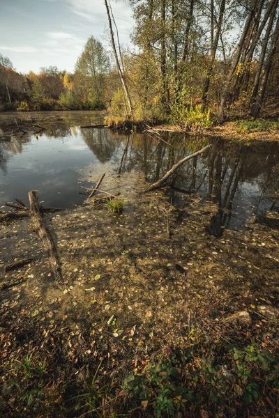 Forêt Marécage Automne Avec Des Chicots Fédération Russie Photo Haute — Photo