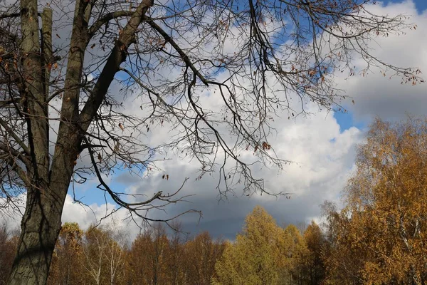 Céu Azul Outono Antecipação Tempestades Primeiro Plano Está Uma Árvore — Fotografia de Stock