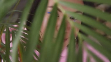 Güzel makyajlı, gözlerinin rengarenk oklarıyla portresi olan kadın defocus 'taki palmiye yapraklarının arasından bakıyor. Büyük yeşil yaprakların arasından bir kızın bakışları.