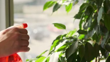 Yeşil bitkileri sulayan bir kadın ev bitkisine su püskürtüyor. Ev işi. ev bitkileri bakımı. Kapat..