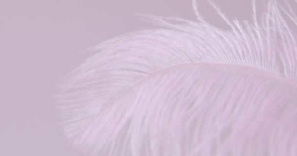 Pink Ostrich Feather Pink Background Macro Close Selective Blurred Focus — Stock Video