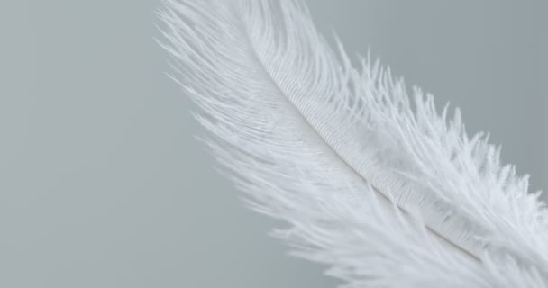 灰鸵鸟羽毛 靠近点有选择的重点 羽毛在风中摇曳 — 图库视频影像