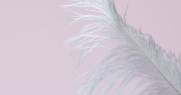 粉红背景的灰鸵鸟毛 靠近点抽象 羽毛在风中摇曳 — 图库视频影像