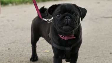 Küçük siyah köpek yavrusu havlıyor. Kızgın köpek kameraya havlıyor..