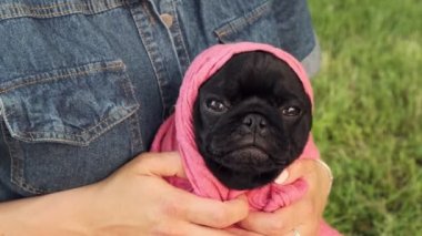 Komik siyah köpek yavrusu. Komik hayvanlar. Çılgın kıyafetli bir köpek. Üzgün köpek..