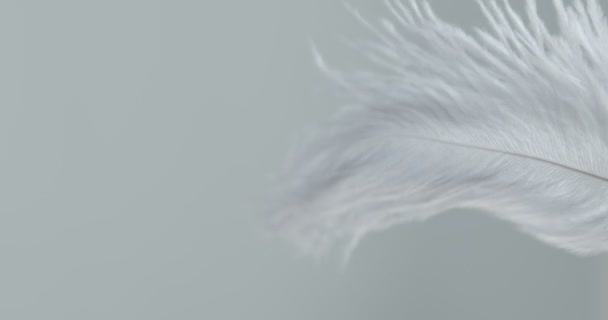 灰色のダチョウの羽の背景 マクロだ 閉めろ 選択的かつぼやけた焦点 抽象化 テクスチャ 風に揺れる羽 — ストック動画