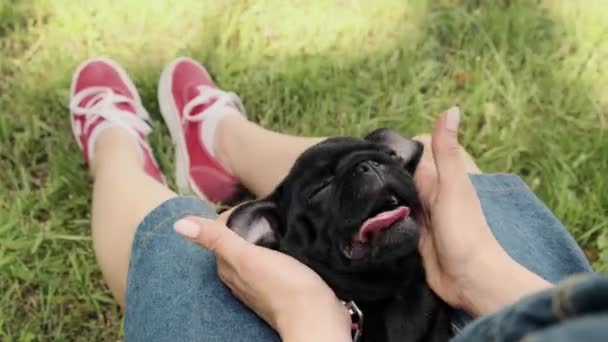 Una Donna Sta Facendo Massaggio Cucciolo Carlino Nero Felice Rilassato — Video Stock