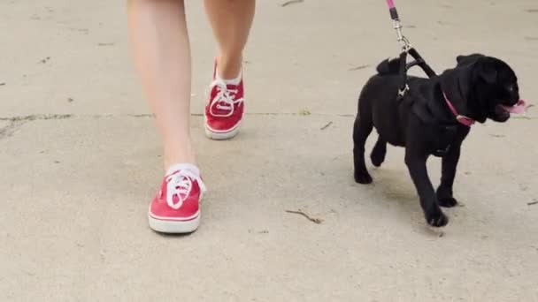 Kvinna Går Med Hund Parken Söt Liten Valp Pug Kör — Stockvideo