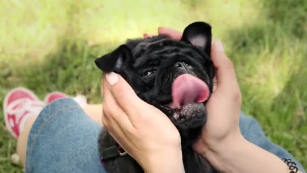 一只滑稽的哈巴狗擦破了脸 女人和她的宠物狗鬼混 — 图库视频影像