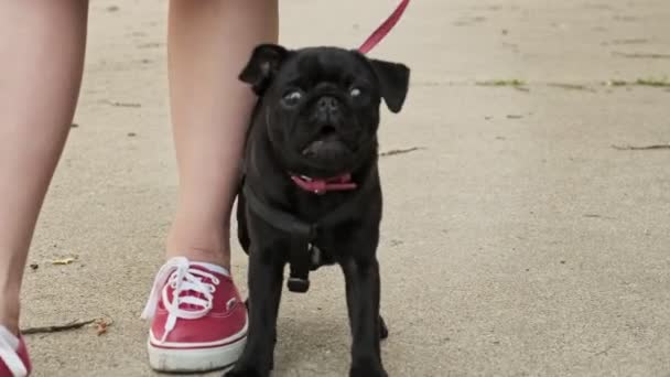 Küçük Siyah Köpek Yavrusu Havlıyor Kızgın Köpek Kameraya Havlıyor Köpek — Stok video