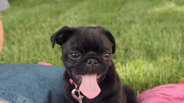 Bonito Cachorro Preto Pug Verão Retrato Cão Engraçado Piquenique Respira — Vídeo de Stock