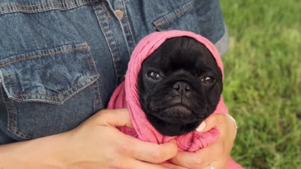 Cute Dog Pug Puppy Videos Funny HOT Pug Dog Funny Video Funny