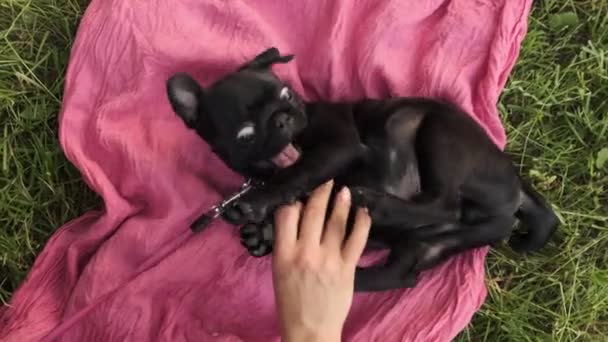 Hand Petting Spännande Valp Hund Magen Och Det Sprutar Från — Stockvideo