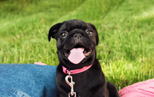 Şirin siyah köpek köpek yaz portresi. Pikniğe çıkmış komik köpek dili dışarıda nefes alıyor..