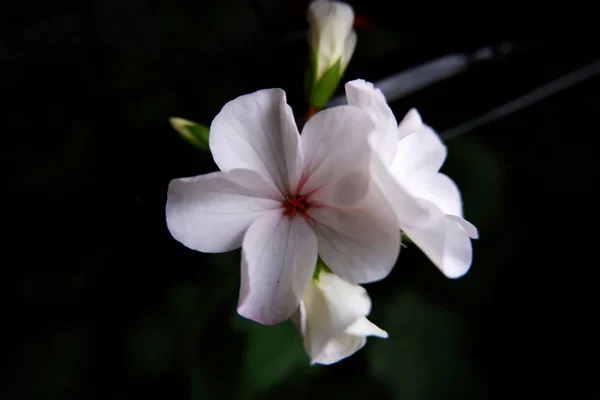 Beyaz pelargonyum koyu arkaplan çiçekleri