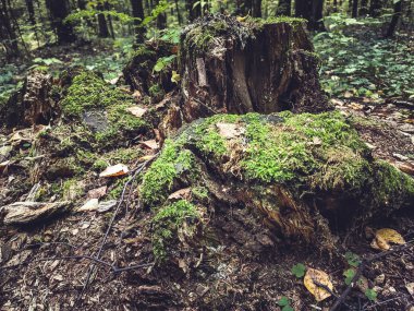 Ağaç kütüğü sonbahar orman yosunu
