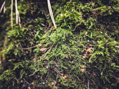 Yaşlı yosun ağacı güz mevsimi