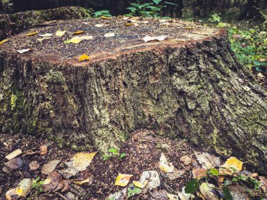 Ağaç kütüğü sonbahar orman yosunu