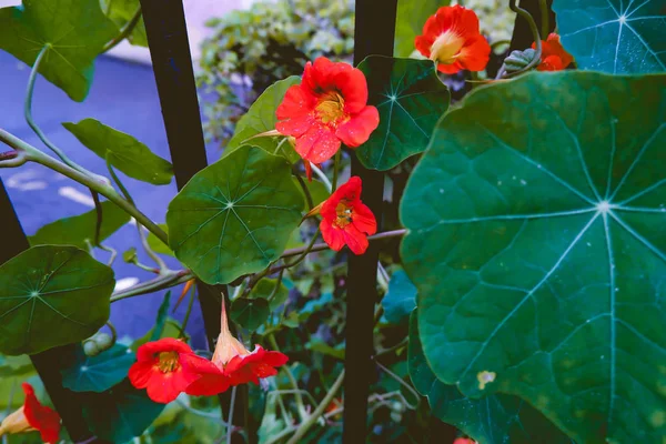 Balkabağı çiçekleri parlak sonbahar