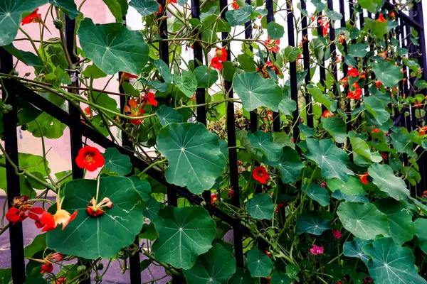 Balkabağı çiçekleri parlak sonbahar