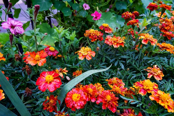 Tagetes sonbahar çiçekleri portakal rengi