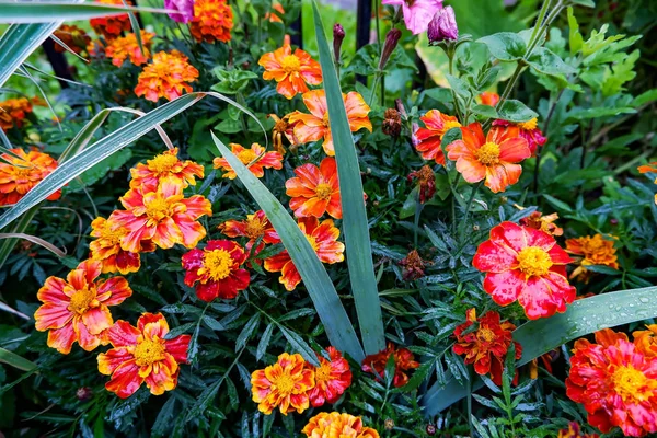 Tagetes sonbahar çiçekleri portakal rengi