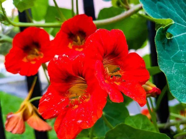 Balkabağı çiçekleri parlak sonbahar