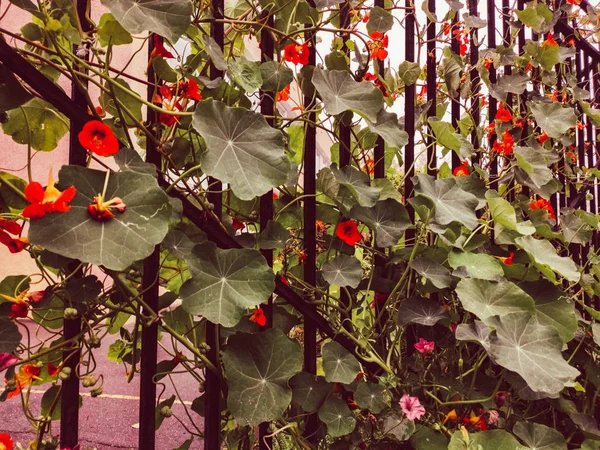 Balkabağı çiçekleri parlak sonbahar