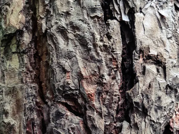 eski ağaç kabuğu arka plan dokusu