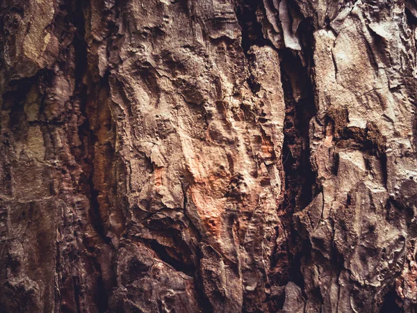 eski ağaç kabuğu arka plan dokusu