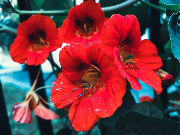 Balkabağı çiçekleri parlak sonbahar