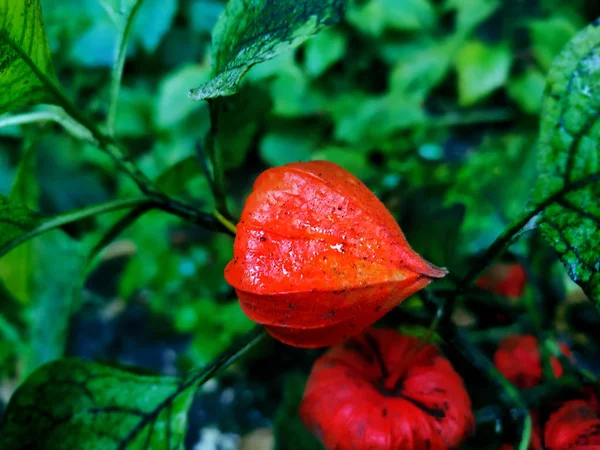 Physalis sonbahar portakal bitkisi