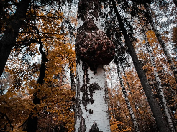 Burl wood burr Ama sonbahar