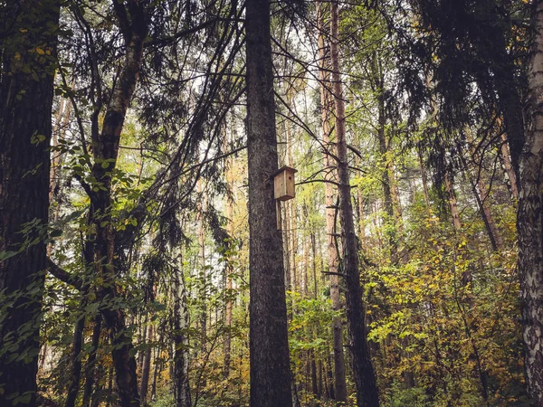 Eski kuş yuvası orman ağacı Sonbahar