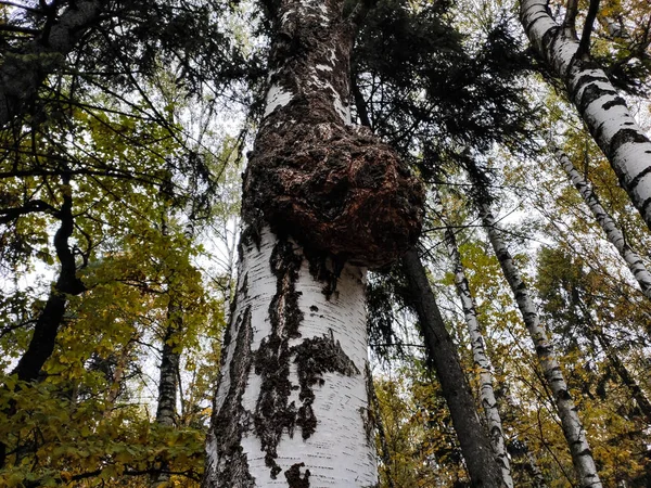 Burl wood burr Ama sonbahar