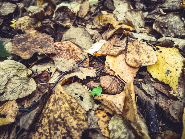 Sonbahar portakalı bir yeşil yaprak dokusu bırakır