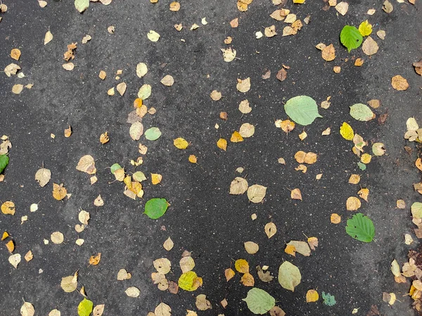 Koyu gri asfalt sonbahar yaprakları
